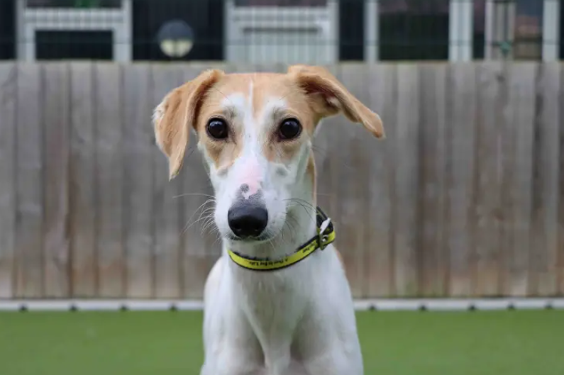 If you are a fan of lively, affectionate, fun Lurchers then Trixie will be right up your street! There’s never a dull moment when she’s around and loves nothing more than throwing her toys up in the air and zooming after them! She’s super speedy once she gets going but is also very happy to be right by your side enjoying lots of attention on the sofa. Another love of Trixie’s is food and that snoot of hers won’t miss any freebies going! She’d like to further her basic training with the help of a treat as yummy reward. Trixie is full of character and going to make an cracking addition to family life. (Credit: Dogs Trust)