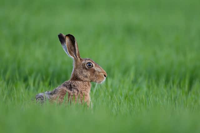 Ughill Farm, in western Sheffield, is an important habitat for brown hares. Photo: Mark Hamblin