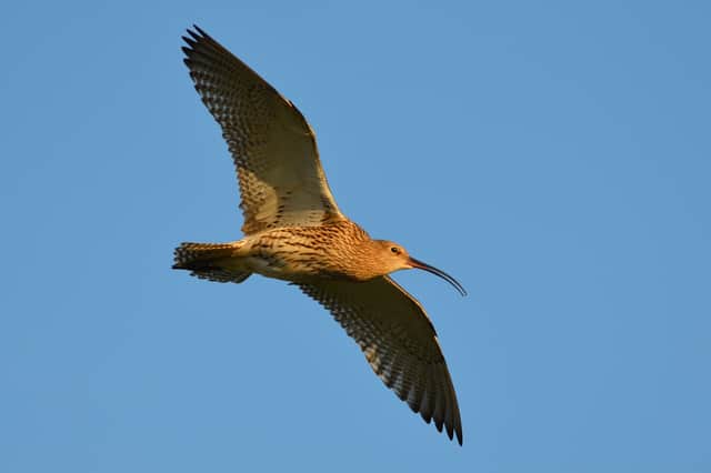 Ughill Farm, in western Sheffield, provides a vital habitat for curlews, which are in decline in much of the UK. Sheffield & Rotherham Wildlife Trust is trying to raise the money to secure the farm and protect the wildlife living there. Photo: Adam Jones