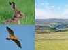 Ughill Farm Sheffield: Race against time to save 'special' wildlife haven home to curlews and golden plovers