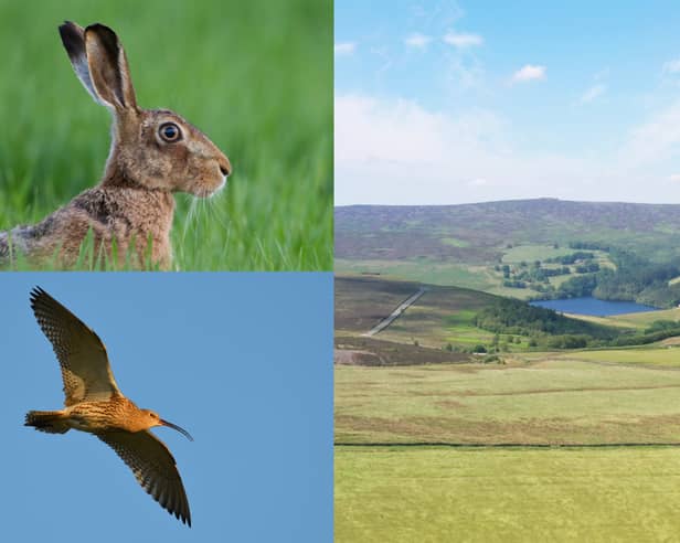 Ughill Farm, in western Sheffield, provides a vital habitat for wildlife including curlews and brown hares. Sheffield & Rotherham Wildlife Trust is trying to raise the money to secure the farm and protect the wildlife living there. Photos: Mark Hamblin/2020Vision, James Hargreaves, Adam Jones