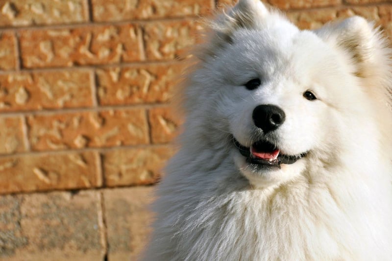 Samoyeds have a dense, fluffy double coat that's perfect for cold weather. Their white, plush fur is both insulating and aesthetically appealing.