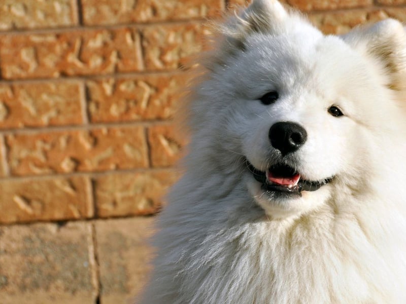 Samoyeds have a dense, fluffy double coat that's perfect for cold weather. Their white, plush fur is both insulating and aesthetically appealing.
