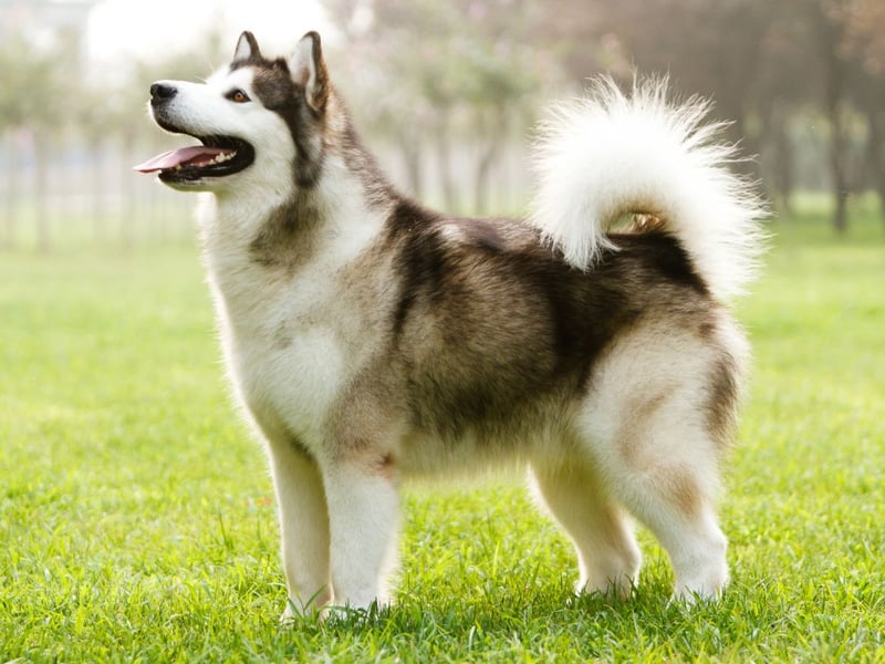 These large, powerful dogs have a thick, coarse outer coat and a dense undercoat. They were bred for hauling heavy freight in harsh Arctic conditions.