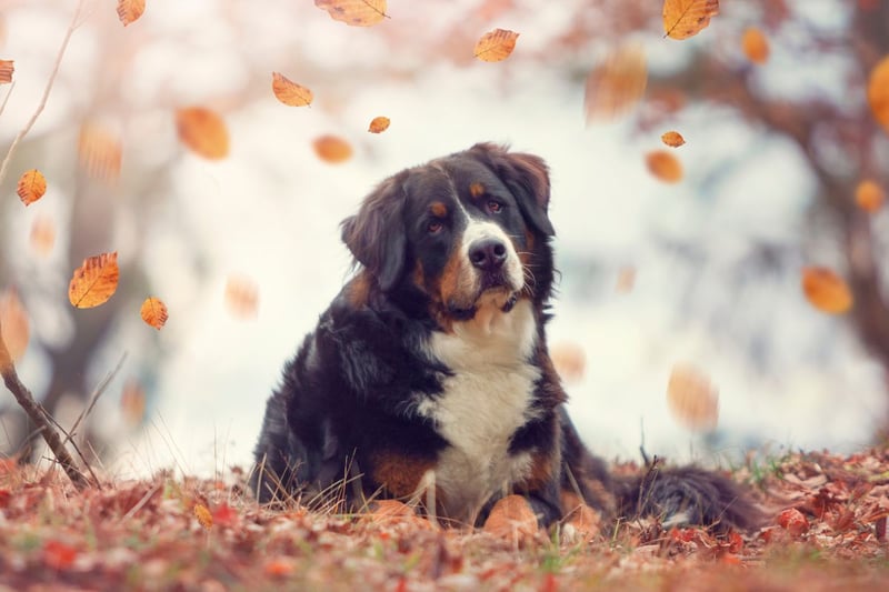 Bernese Mountain Dogs have a long, thick, and silky tri-colored coat. It's both beautiful and functional for cold weather.