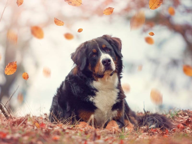 Bernese Mountain Dogs have a long, thick, and silky tri-colored coat. It's both beautiful and functional for cold weather.