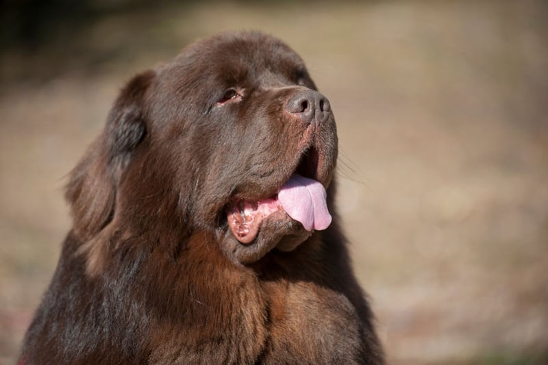 Newfoundlands have a thick, water-resistant double coat that helps them excel in water rescues and cold temperatures.