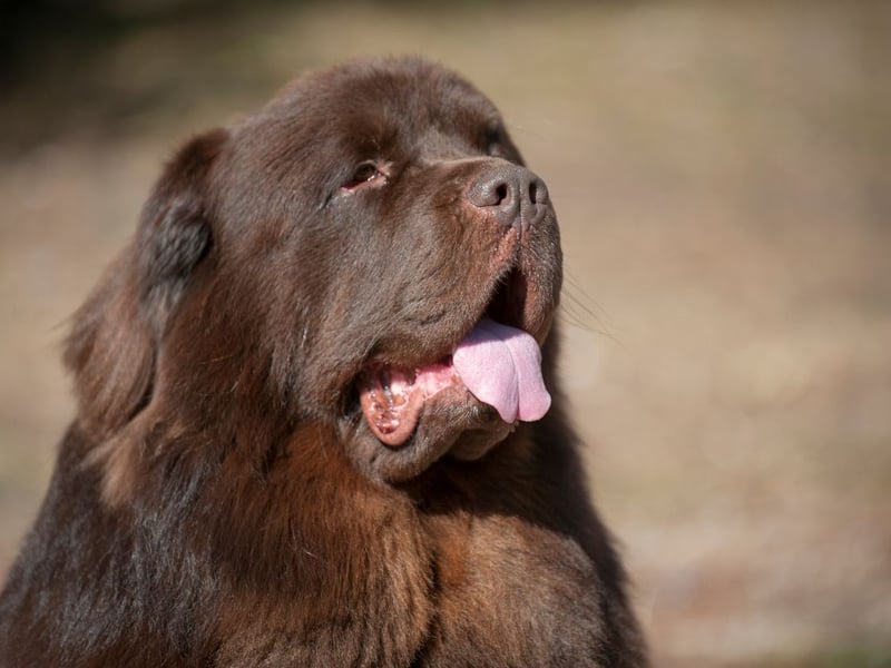 Newfoundlands have a thick, water-resistant double coat that helps them excel in water rescues and cold temperatures.