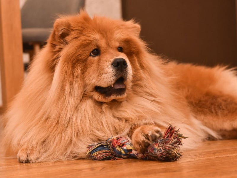 Chow Chows have a distinctive thick, lion-like mane and a dense double coat. Their coats can come in various colors, including red, black, and blue.