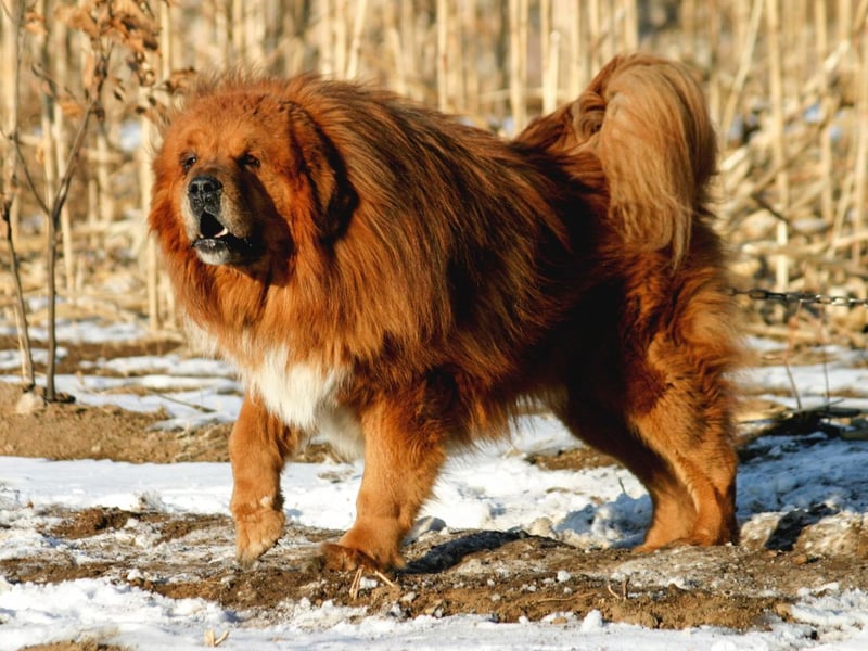 Originally bred to guard livestock in the Himalayas, Tibetan Mastiffs have a thick double coat that helps them withstand extremely cold temperatures.