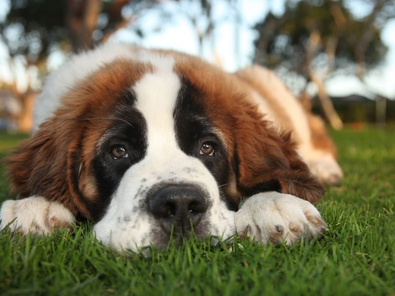 Known for their massive size, Saint Bernards have a dense, thick coat to keep them warm in the snowy Alps.