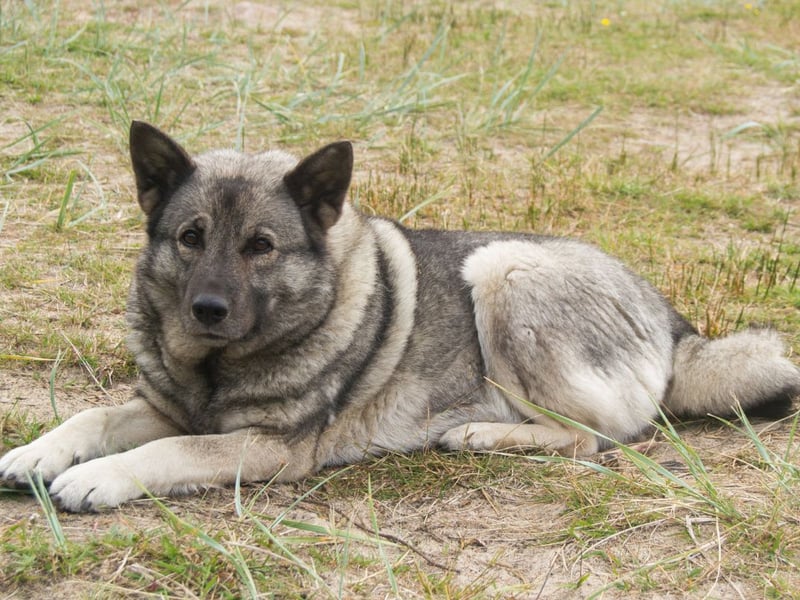 These dogs have a dense, weather-resistant coat that allows them to thrive in cold, rugged terrain.