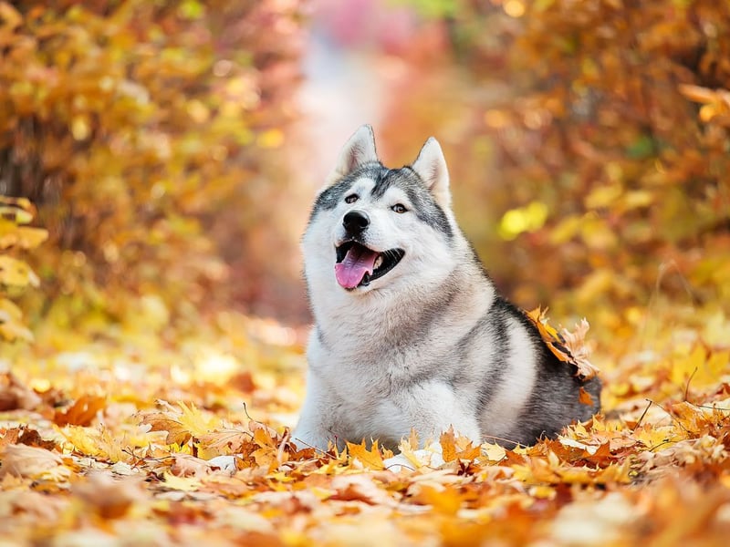 Huskies have a thick double coat designed to keep them warm in cold climates. Their striking appearance and endurance make them well-suited for snowy regions.