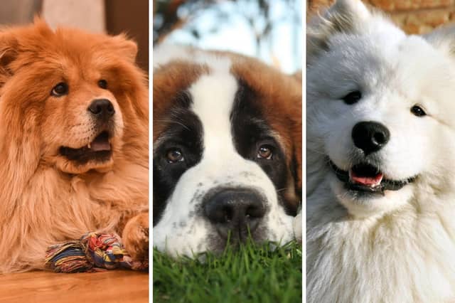 Some breeds of dog have incredibly thick coats.