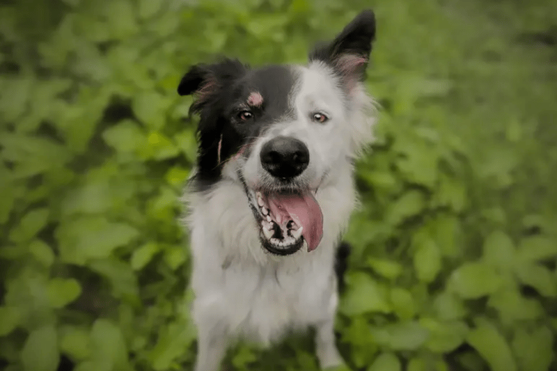 Baxter, a Border Collie, loves to play with his toys! He would love his own secure garden to chase, fetch and tug all his toys. He enjoys to snuggle up to his favourite carers, especially in quieter areas of the centre. He is looking for a quiet, adult only home with minimal visitors as he can be worried by new people and walks muzzled to help with this. He enjoys his adventuring around rural areas, sniffing around and running in the long grass. 