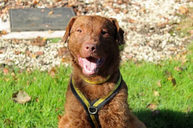 Kaiser is a Patterdale Terrier cross who can live with children over the age of 12 but needs to be the only pet at home. Dogs Trust have no history for him and cannot guarantee that he is house trained. He will need a secure home as he can be very quick at doors.