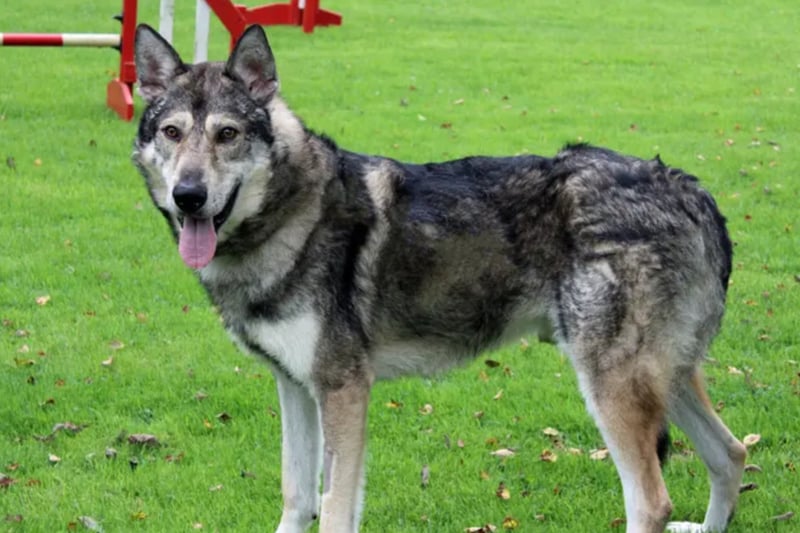 Thor is a Siberian Husky who is house trained but not used to being left alone. He will need multiple visits to him at the centre before going home. He will need to be the only pet at home and any children will need to be aged 16 or older. 
