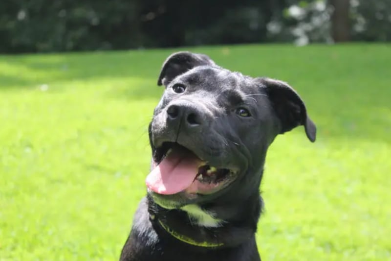 Gillie is a crossbreed who has been in and out of a few homes in his short life. At less than a year old, he will need someone around most of the time but can live with another dog.