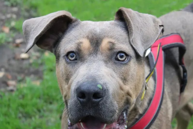 Klaus is a crossbreed who can live with children over the age of 10 and another playful dog. Dogs Trust have no history for him so do not know whether he is house trained, and he will need someone at home for him most of the time.