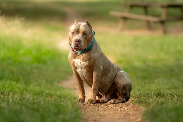 Two women have been taken to hospital after being attacked by a dog which is suspected to be an XL bully in Stoke-on-Trent. Stock image of an XL Bully dog by Adobe Photos.