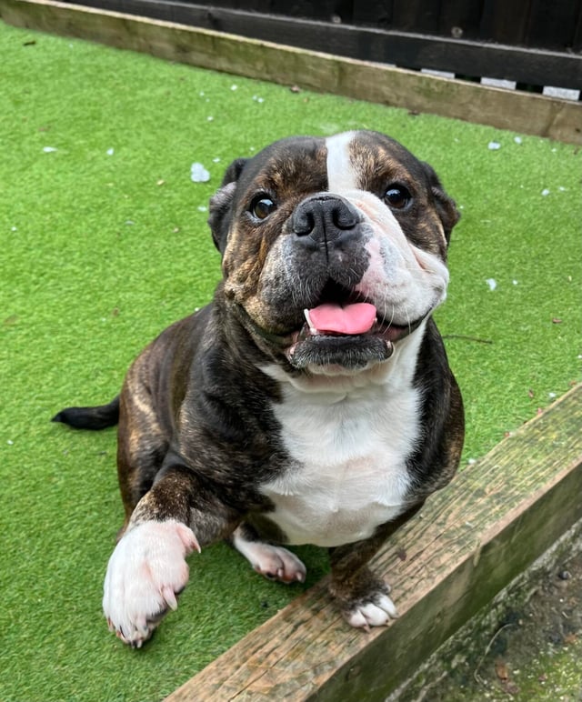Betty the bulldog is 5 years old and an absolute superstar. She loves a hug, could be rehomed with another neutered male, and has previously lived with cats. Betty is much livelier than she was when she first arrived with us, and is quite excitable now!! She loves to get out for her walks, but can only manage 30 mins walking (in cooler temperatures), so isn’t for the active lifestyles. The shelter absolutely love her, and will miss her when she goes to a new full-time family.