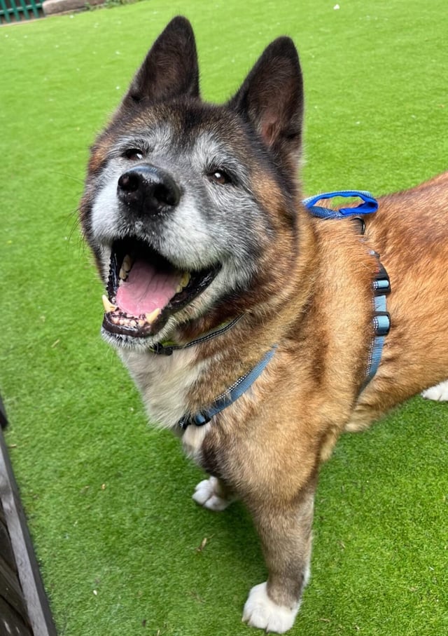 Hunter is an 8 year old Akita who has been a total pleasure to look after since arriving at the kennels. He is always smiling, always wagging his tail and is lovely to be around. He is a laid back chap who is fully housetrained, happy to be left alone for a few hours and is generally great around the house. He walks beautifully on lead and loves his walks, he also loves having a little play with his toys - he's still a puppy at heart.