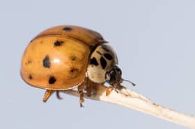 Large numbers of harlequin ladybirds, a non-native species originating in Asia, have been spotted at homes around Sheffield as they seek somewhere to overwinter. Photo: Dan Kitwood/Getty Images