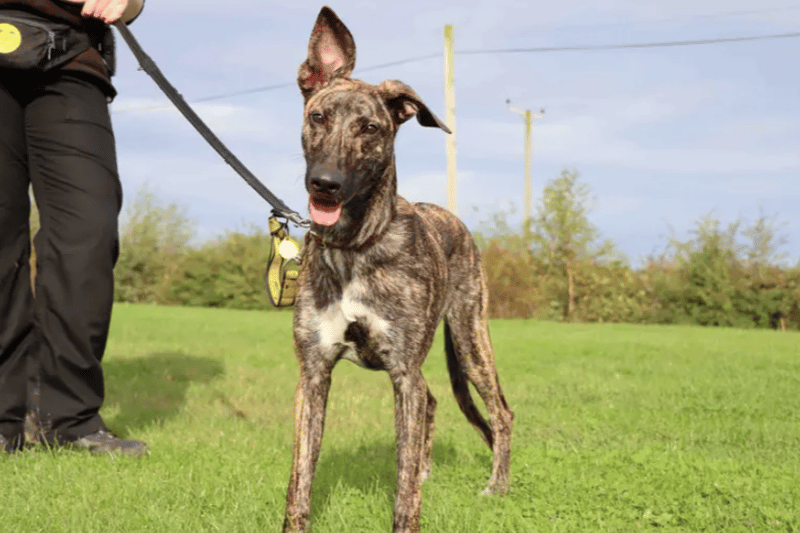 Kira would like an active family that will enjoy taking her on plenty of walks but these will need to be close to home as she can be worried by the car. Kira will enjoy to have plenty of mental stimulation such a activity toys etc to keep her busy while at home. She really enjoys playing with toys and loves her food which will help with her training. A calm home where her routine is predictable and her training is consistent will be the perfect set up for her. (Credit: Dogs Trust)