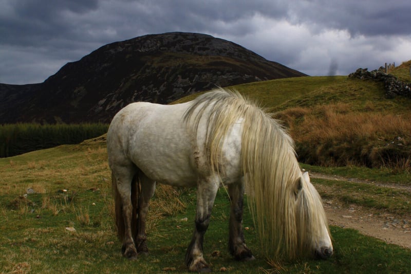Several months of the ‘Gaelic Calendar’ relate to animals like “An Gearran” does. Originally, the term “gearran” meant “gelding” (a castrated male horse or other equine) which is now applied to Highland ponies with the English-spoken word “garron”. Scottish Gaels took note of winds in the late winter to spring period as these were crucial to calculating when to conduct farming activities. Thus, they were named the ‘horse winds’ in honour of the animals used on the farm and this phrasing is still recognised in modern times.