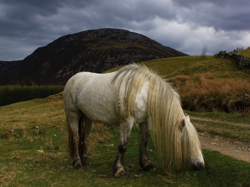 Several months of the ‘Gaelic Calendar’ relate to animals like “An Gearran” does. Originally, the term “gearran” meant “gelding” (a castrated male horse or other equine) which is now applied to Highland ponies with the English-spoken word “garron”. Scottish Gaels took note of winds in the late winter to spring period as these were crucial to calculating when to conduct farming activities. Thus, they were named the ‘horse winds’ in honour of the animals used on the farm and this phrasing is still recognised in modern times.