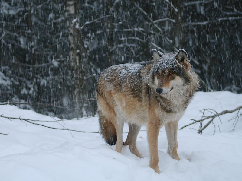 “Am Faoilleach” corresponds to what we now accept as the first month of the year; January. It is said to mean “wolf month” or “wolf ravaging time” and that is because these wild animals - that were once abundant in Scotland - were particularly dangerous at this time of year due to their hunger. Originally, this represented a period that spanned mid-January to mid-February. To this day, the full moon of January is known as the “Wolf Moon” in reference to this heritage of hungry howling hounds.
