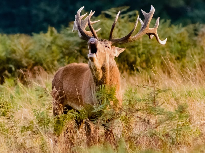 October was a time of festivals, feasting and fine ales which were brewed from hard-earned harvesting. Essentially, it was one final ‘hurrah’ before stocking up on supplies and knuckling down for the cold season ahead. In the wild, Red Deer Stags would begin bellowing and rutting; a process by which the males compete with one another in the interests of securing a mate. This is why the month is known as “An Dàmhair” in reference to stags (damh) as it has been translated as “deer roaring time” according to Nature Scot.
