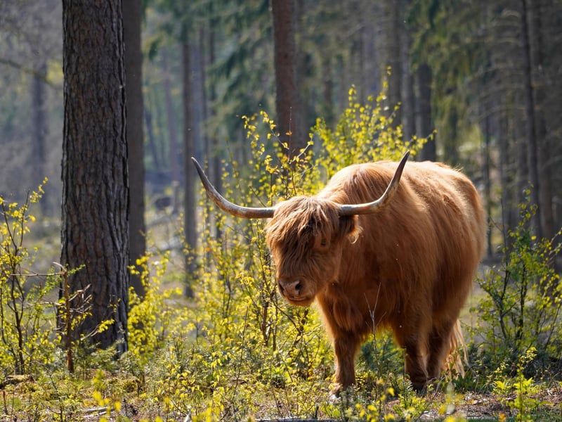 September or “An t-Sultain” is said to mean “the fattening time” in Gaelic. As the warm months drew to a close, people were preparing for the deathly winter by fattening their cattle so as to ensure their survival. Villages knew that harsh conditions were on the horizon so fattening livestock (as well as themselves) was crucial. Gaels were very in touch with their natural environment and that even reflects the behaviour of local fauna e.g., squirrels prepare their winter stores and fatten up during September.