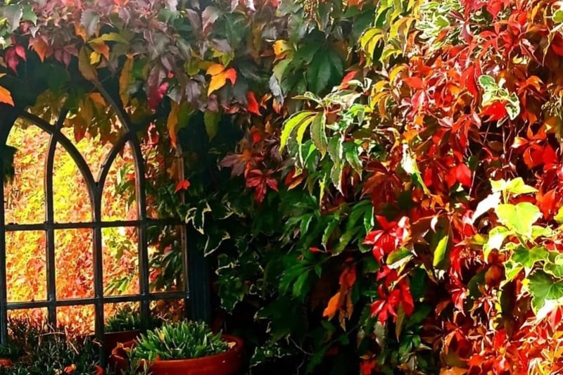 Christine Josephine McGuinness’s garden looks so autumnal!