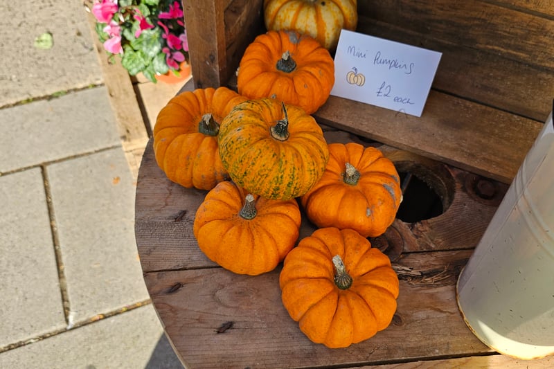 Don’t have a lot of space? The Flower Shop has got you covered with their mini orange pumpkins.