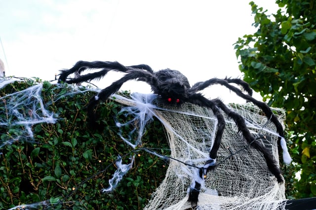 Nightmare-inducingly big spiders with glaring red eyes are waiting for their prey. 