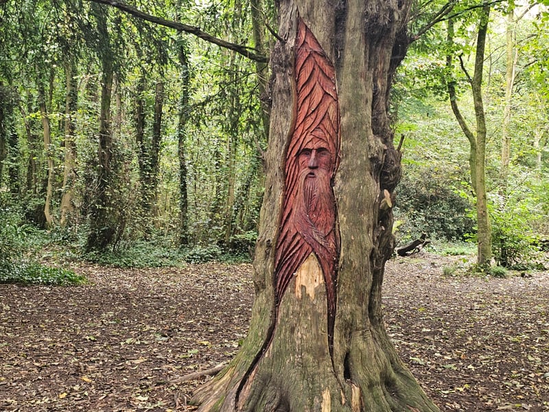 The carving of the old wise man’s face is easy to spot from the main trail in Long Wood and can be tracked with Google Maps.