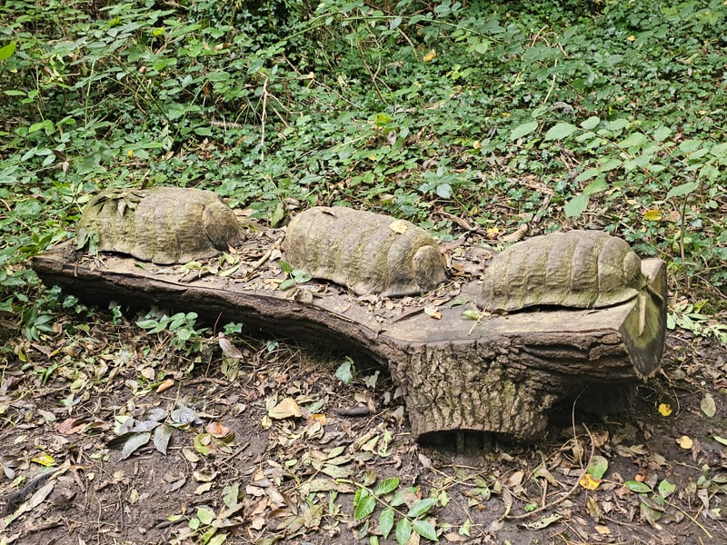 The trio of Pill Bugs slowly ‘marches’ in a straight line across the tree park in Long Wood.