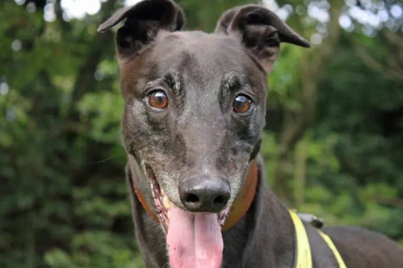Frank is a Greyhound who can live with children of high school age but will need to be the only dog at home. He is an ex-racer who has always lived in kennels but has adjusted very quickly to life in a foster home.