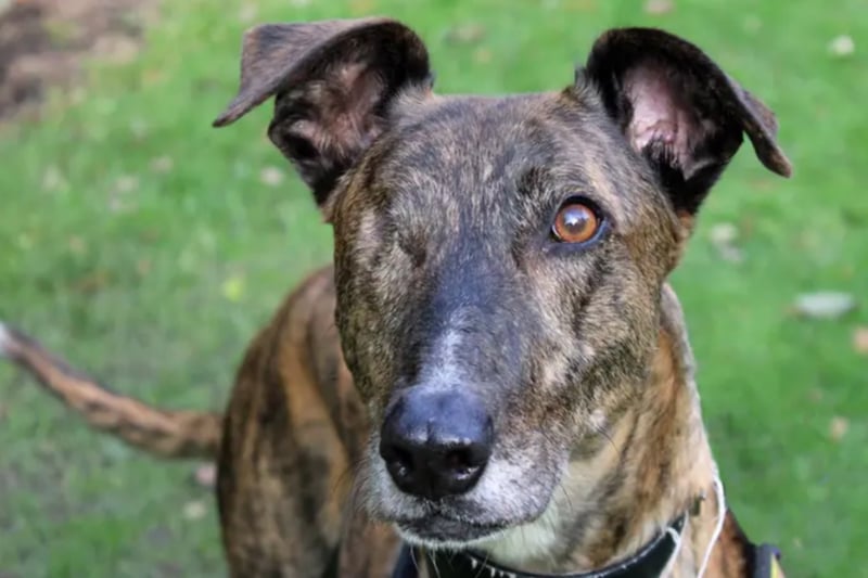 Ned is a Lurcher cross looking for an adult home where he will be the only pet. He has a high chase drive around small furries, so will need to be kept on lead and muzzled for his walks. He also travels well in the car so could be driven to quiet walking areas. Ned can potentially be left for a few hours once he has settled in and is house trained. Ned would like to meet new adopters a few times at the centre before he goes home. The training team will support adopters with Ned's ongoing training.