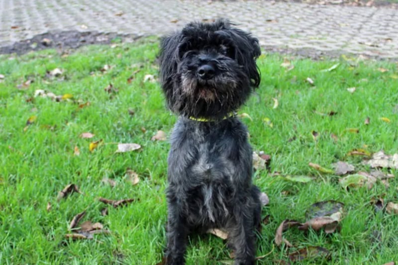 Gelert is a Schnauzer Cross who needs to be the only pet at home as he is reactive towards other dogs. He can live with teenagers and is house trained.