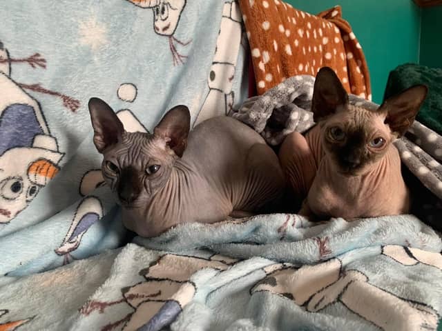 Sphynx sisters Melynake and  Lady 