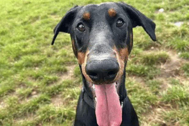 Doberman - He is a sweet and active dog who loves to play and be with people. Sterling is very bouncy, so he needs a family who can keep up with his energy levels. He is motivated by food and human interaction, so he will be an excellent companion for a family who enjoys spending time with their pet.
