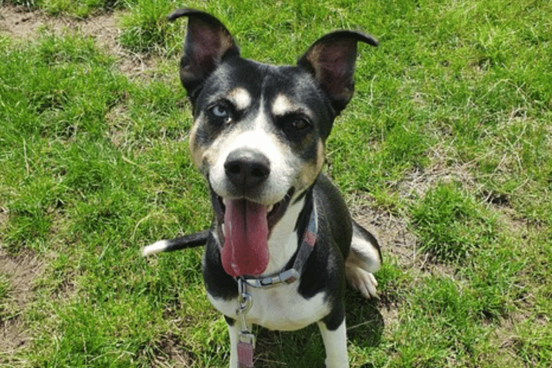 Crossbreed - She is a friendly girl, who enjoys having a fuss and likes nothing better than a good belly rub. She is looking for an active new home, able to supply her with lots of exercise and stimulation. She is quite a clever girl and can sit, give a paw, lie down and do respond to my name.