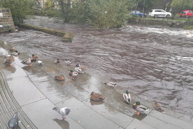 The weather is dangerous for birds in West Yorkshire 