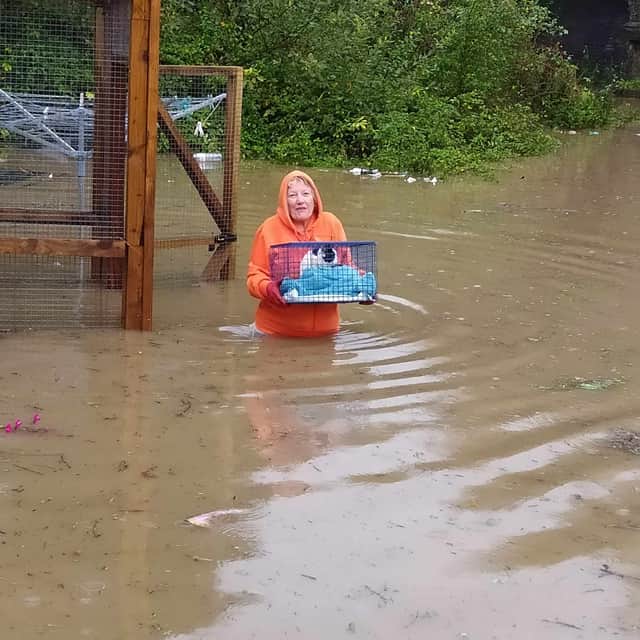 A resident wades through the floodwater to rescue a family pet.