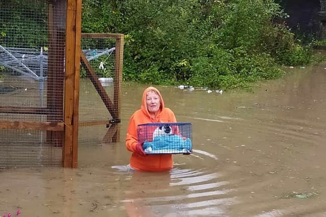 Janet Banks rescuing cats in flooded Catcliffe