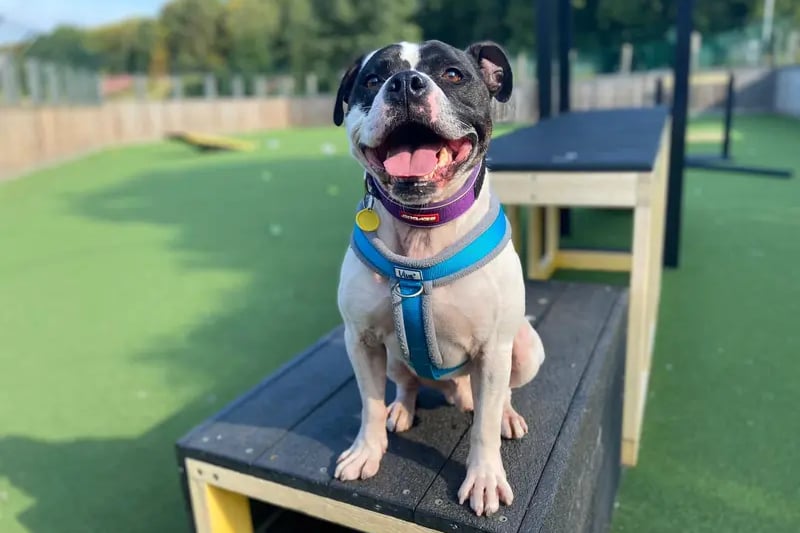 Rocky is a sweet handsome lad that really enjoys a cuddle. The sweet six year old Staffie would be best suited to a home that can progress his training with him making a brilliant companion. 