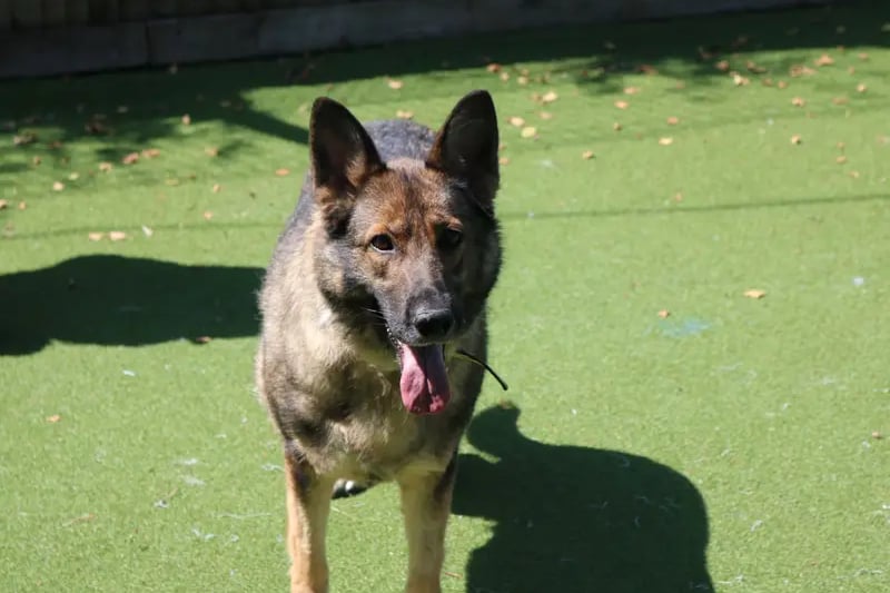 Barley has already met a new friend at Dogs Trust and it would be great if she could be re-homed with German Shepherd, Zara. Barley would really benefit from a home who have had a rescue dog before. 