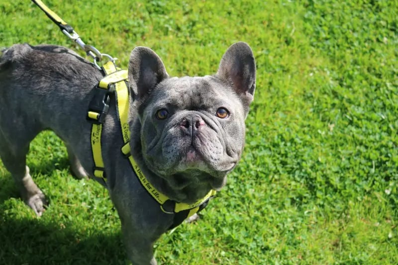 Koba is a sweet little four year old Frenchie that has found himself in the care of Dogs Trust through no fault of her own. He will make a great addition to any family. 